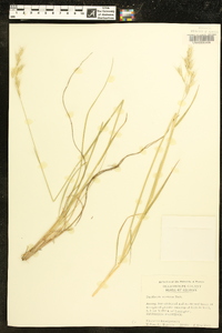 Danthonia sericea image