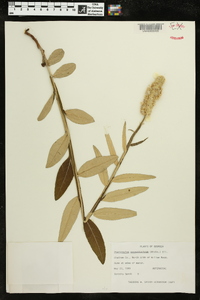 Pterocaulon pycnostachyum image