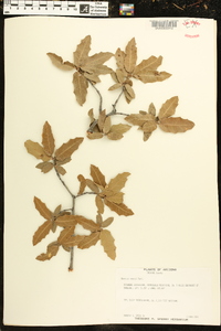 Quercus emoryi image