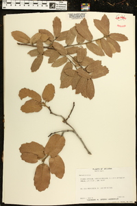 Quercus arizonica image