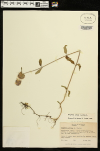 Blephilia ciliata image