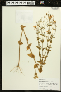 Sabatia angularis image