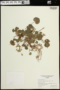 Viola walteri image