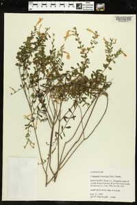 Calamintha coccinea image