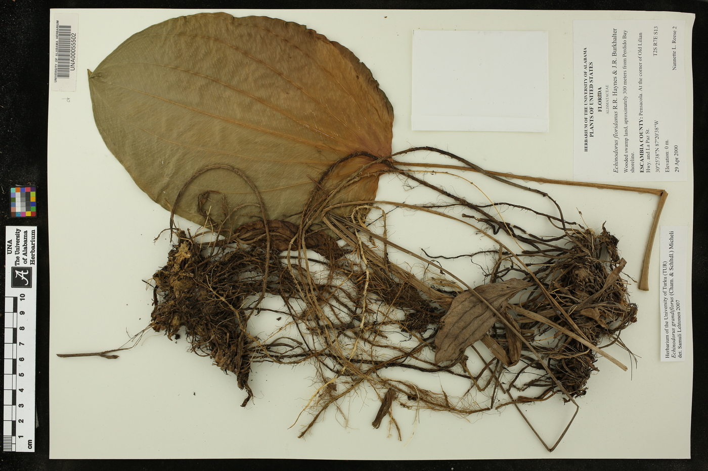 Echinodorus grandiflorus image
