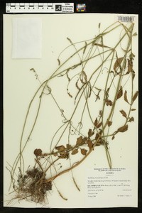 Verbena brasiliensis image