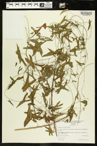 Ipomoea sagittata image