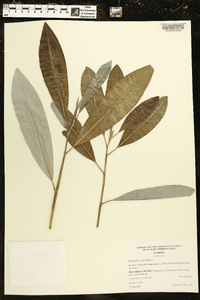 Magnolia virginiana image