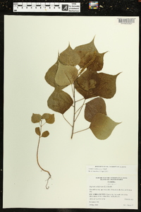 Triadica sebifera image