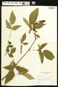 Rubus argutus image