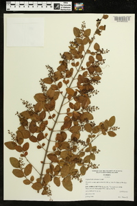 Ligustrum sinense image