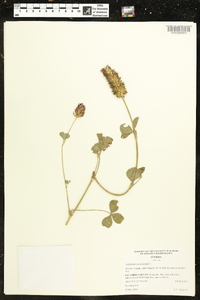 Trifolium incarnatum image