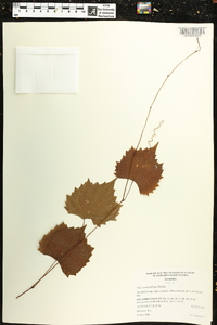 Vitis rotundifolia image