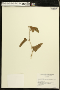 Smilax bona-nox image