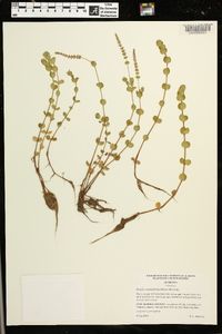 Rotala rotundifolia image