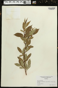 Salix lucida image