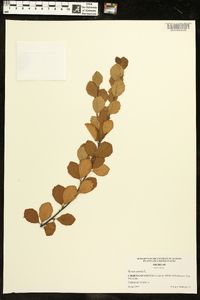 Betula pumila image