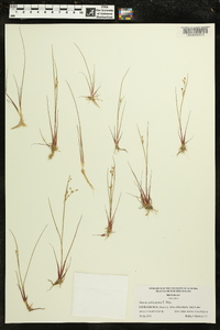 Juncus pelocarpus image