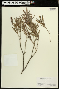 Andromeda polifolia var. latifolia image