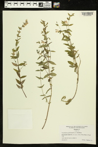 Scutellaria galericulata image