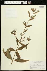 Decodon verticillatus image