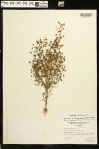 Gratiola neglecta image