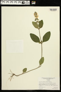 Scutellaria elliptica image