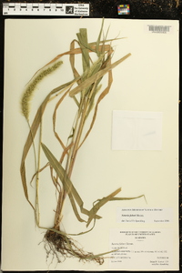 Setaria faberi image