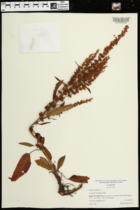 Rumex pulcher image