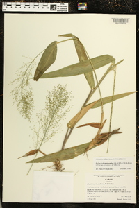 Dichanthelium polyanthes image