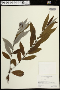 Salix caroliniana image