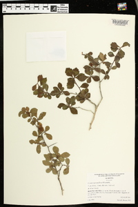 Crataegus uniflora image