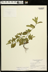 Ruellia humilis image