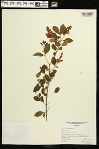 Ligustrum sinense image