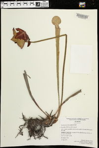 Sarracenia leucophylla image