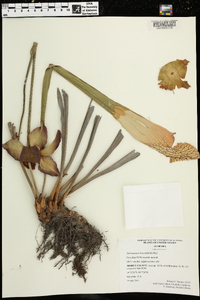 Sarracenia leucophylla image