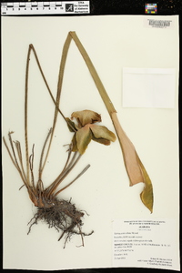 Sarracenia alata image