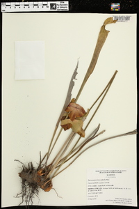 Sarracenia leucophylla image