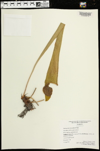 Sarracenia leucophylla image
