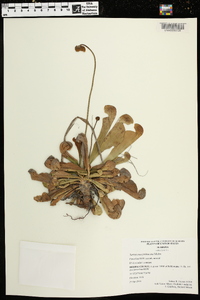 Sarracenia psittacina image