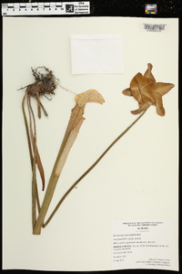 Sarracenia leucophylla image