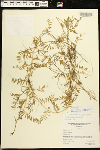Vicia villosa subsp. varia image