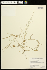 Cynanchum angustifolium image