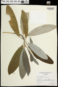 Magnolia virginiana image