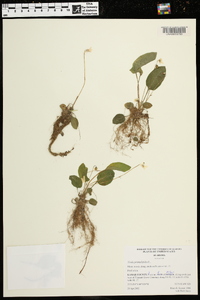 Viola primulifolia image