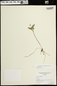 Viola tenuipes image