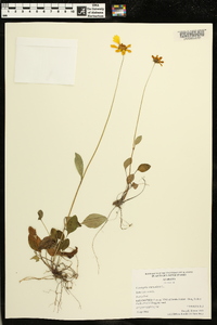 Coreopsis auriculata image