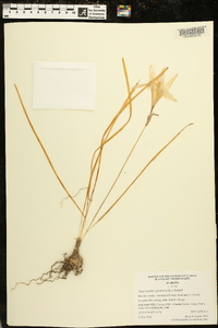 Zephyranthes atamasco image