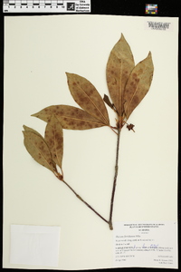 Illicium floridanum image