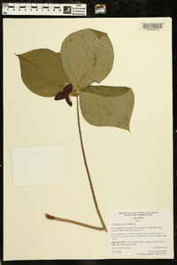 Trillium vaseyi image